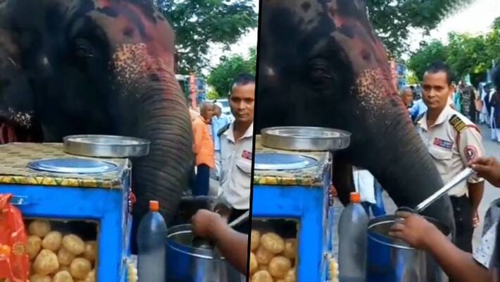 A video of an elephant tasting pani puri in Assam is going viral A video of an elephant tasting pani puri in Assam is going viral