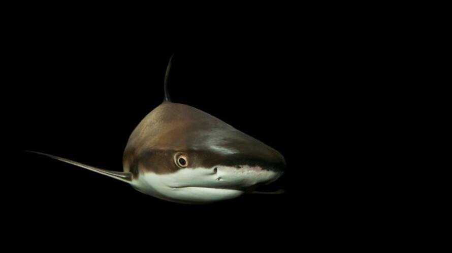 chinese food blogger fined 15 lakh after illegally cooking eating great white shark ash chinese food blogger fined 15 lakh after illegally cooking eating great white shark ash