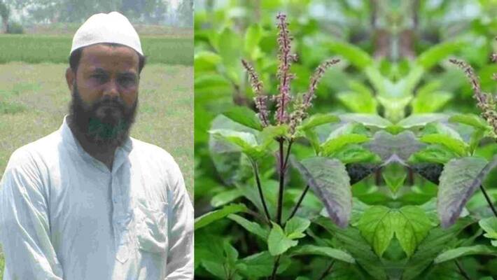 At one time he was looking for a loan of rupees today he earns millions from Tulsi cultivation At one time he was looking for a loan of rupees today he earns millions from Tulsi cultivation