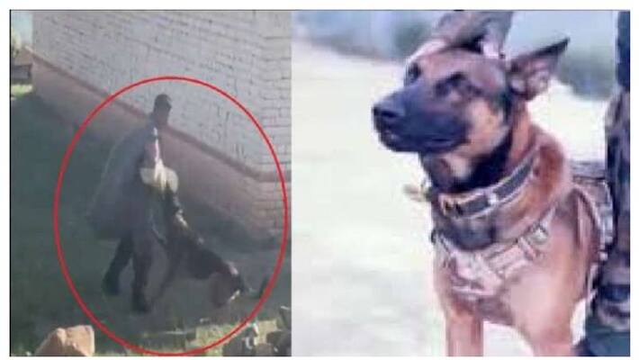 army assault dog zoom died succumbed to bullet injuries apa 