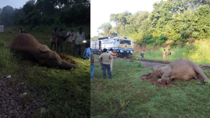 Elephant dies after being hit by a train near Coimbatore Elephant dies after being hit by a train near Coimbatore