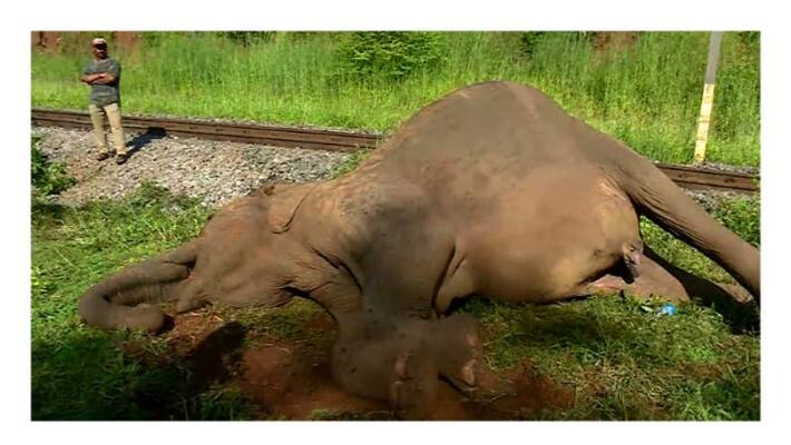 Case filed against loco pilot over elephant's death after being hit by train Case filed against loco pilot over elephant's death after being hit by train