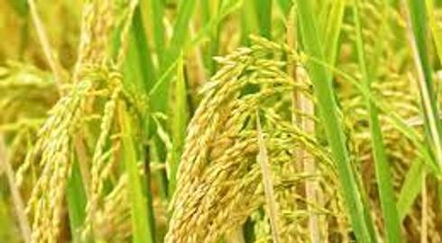 paddy procurement facing trouble in Pathanamthitta