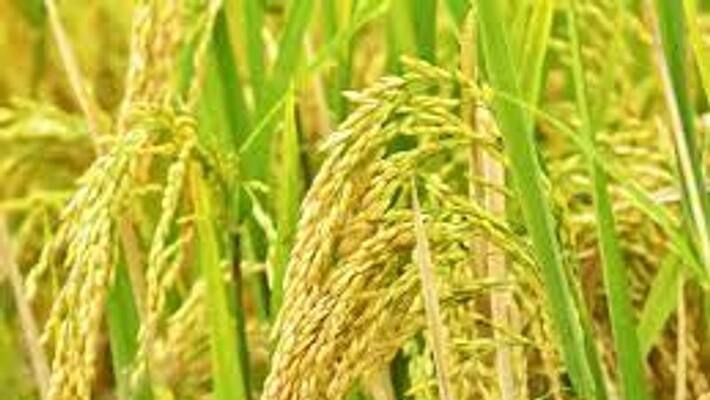 Registration for the purchase of paddy, and millet under supporting price scheme from December 15 snr Registration for the purchase of paddy, and millet under supporting price scheme from December 15 snr