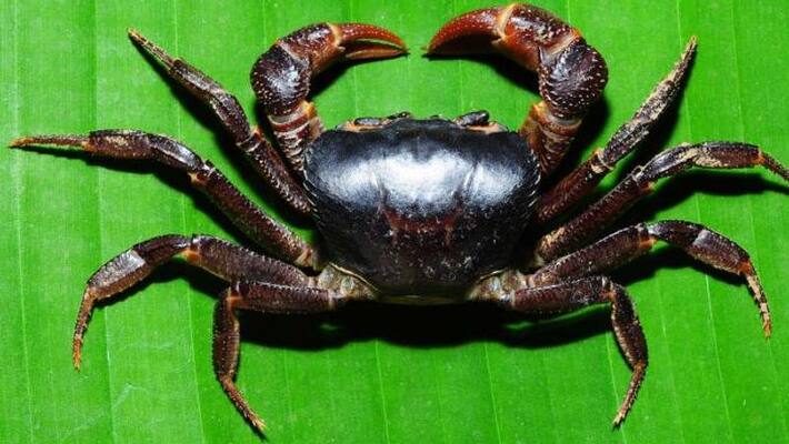 Love on Daughter, Father Hospitalized after he eats live crab to take revenge for For Pinching His Daughter in china akb Love on Daughter, Father Hospitalized after he eats live crab to take revenge for For Pinching His Daughter in china akb