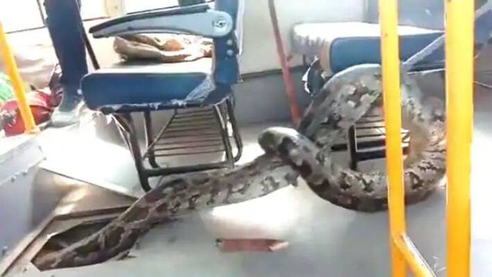 Massive python takes shelter in school bus in UP Raebareli Massive python takes shelter in school bus in UP Raebareli