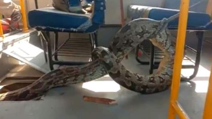 Huge Python Ate A Goat, Then Sat Inside UP School Bus. Watch Rescue Video Huge Python Ate A Goat, Then Sat Inside UP School Bus. Watch Rescue Video
