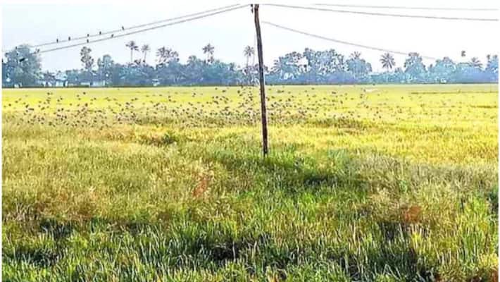 Govt messing with Bagarhukum Committee farmers snr Govt messing with Bagarhukum Committee farmers snr