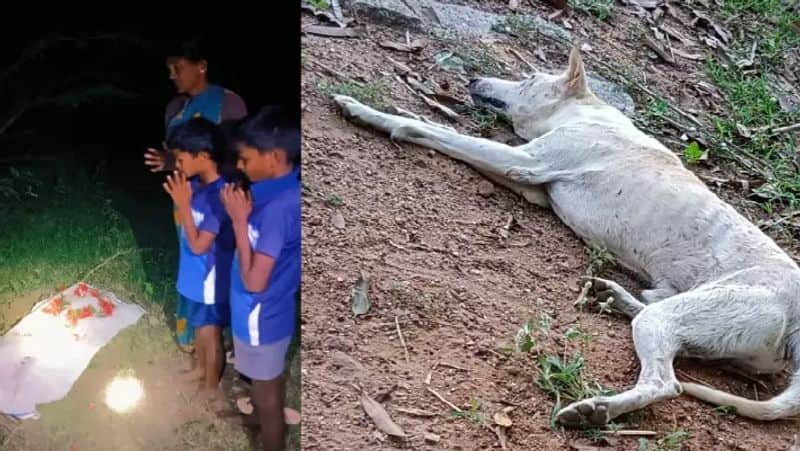 Dog dies a hero after saving owner from snake in pudukottai