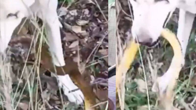 Dog dies a hero after saving owner from snake in pudukottai