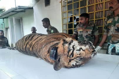 postmortem report said that the tiger died by drowning