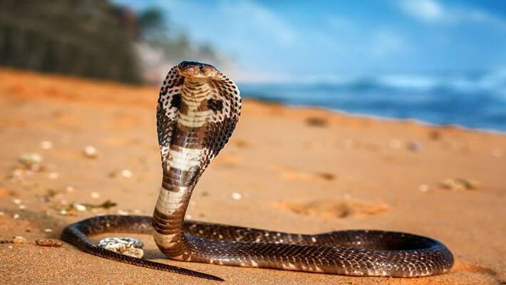 Cobra strikes an 8-year-old boy in Chhattisgarh; he returns the bite twice, killing the snake. Cobra strikes an 8-year-old boy in Chhattisgarh; he returns the bite twice, killing the snake.
