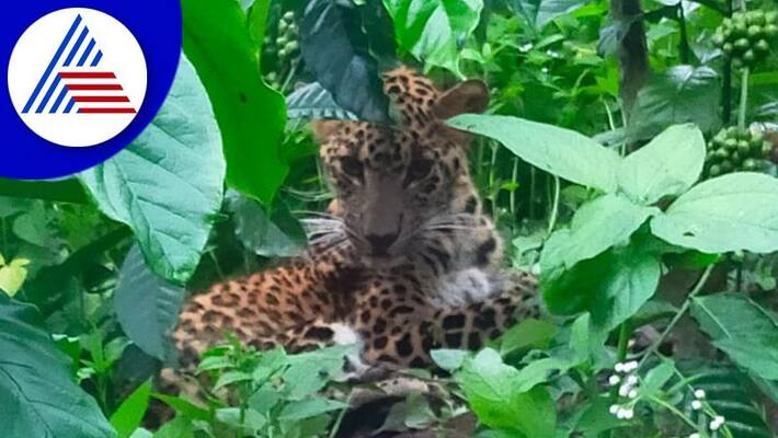 The operation to capture the leopard in Mandya snr The operation to capture the leopard in Mandya snr