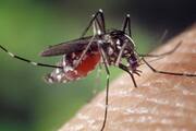 Five cases of West Nile fever confirmed in Kerala, all infected healthy Vin