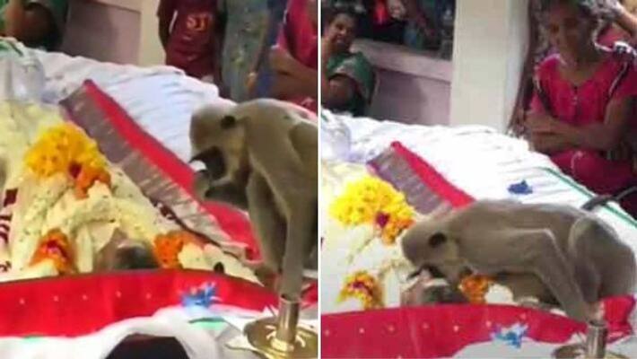 Monkey weeps at the funeral of the man who fed him viral on video Monkey weeps at the funeral of the man who fed him viral on video