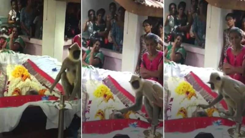 Monkey weeps at the funeral of the man who fed him viral on video