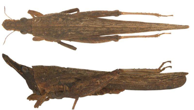 Dravidacris Annamalaika First Dravidian locust genus discovered in tamilnadu 