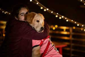 Diwali 2022: 5 tips to take care of pets, stray animals during Deepavali