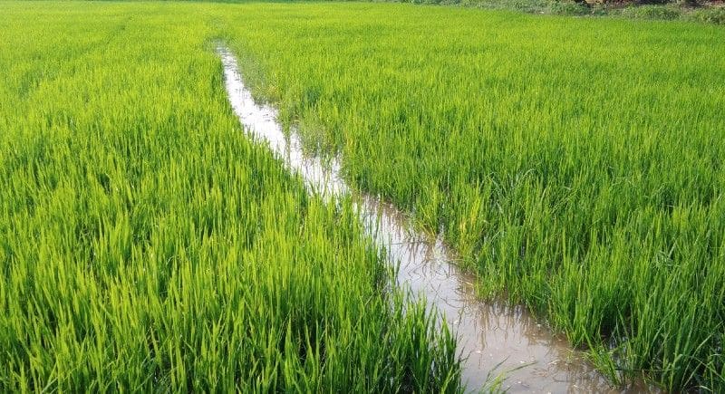 memory of a rural paddy field in Kerala by Vidya Poovanchery
