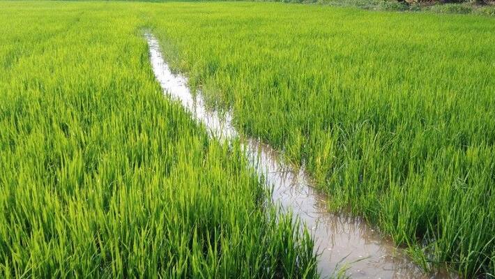 17 workers collapsed during cultivation in bapatla district 17 workers collapsed during cultivation in bapatla district