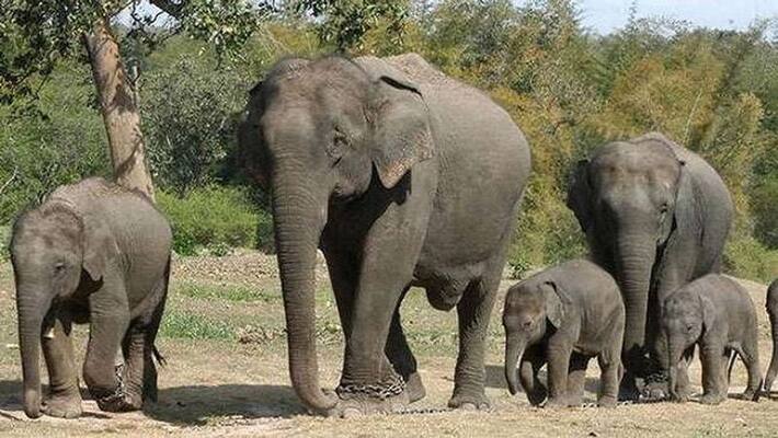 Elephant herd obstrucked transport in Chittoor district Elephant herd obstrucked transport in Chittoor district