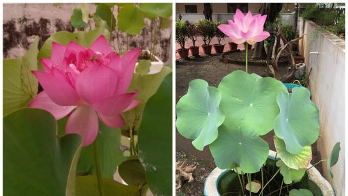 how to grow lotus at home how to grow lotus at home