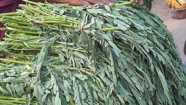 Health Care Agathi Keerai: Here Are the Amazing Medicinal Benefits! Health Care Agathi Keerai: Here Are the Amazing Medicinal Benefits!