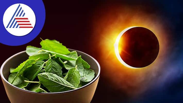 Solar eclipse 2022 significance of putting basil leaves in food skr Solar eclipse 2022 significance of putting basil leaves in food skr