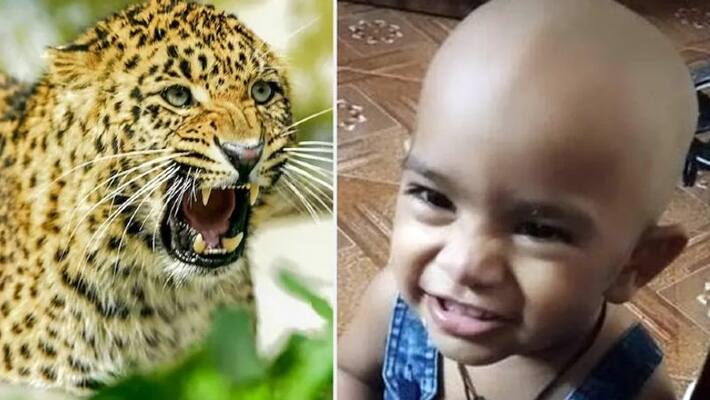 mumbai news 16 month old girl killed attacked by Leopard on the day of diwali kpr mumbai news 16 month old girl killed attacked by Leopard on the day of diwali kpr