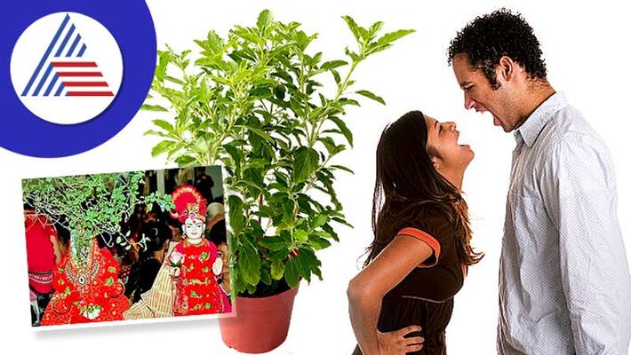 Tulsi Vivah 2022 Tulsi Vivah 2022