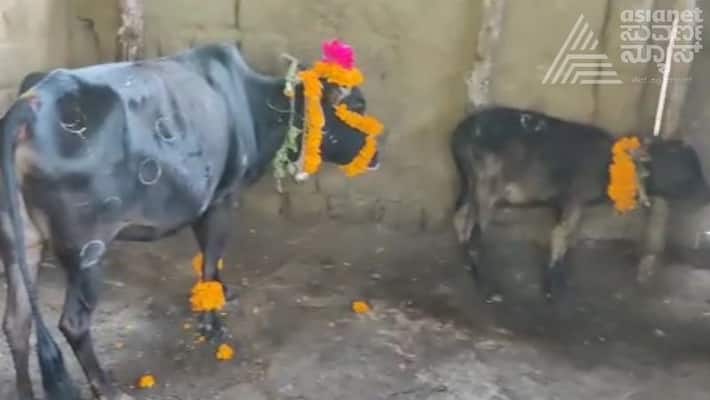 Special Worship to Cows on Deepavali Festival at Chikkamagaluru gvd Special Worship to Cows on Deepavali Festival at Chikkamagaluru gvd