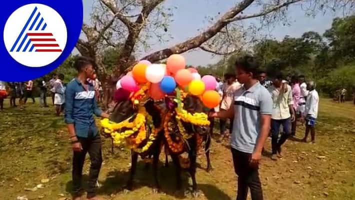 Special GoPuje in Uttara Kannada District on the occasion of Deepavali gvd Special GoPuje in Uttara Kannada District on the occasion of Deepavali gvd