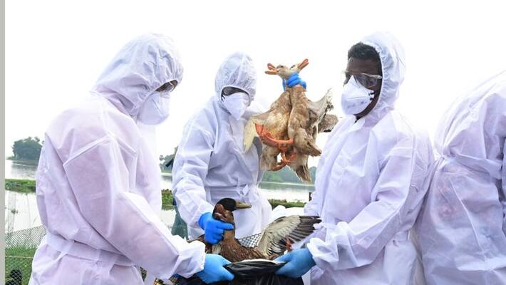 Bird flu confirmed in trivandrum Bird flu confirmed in trivandrum
