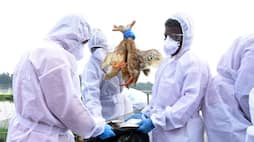 Bird flu 20471 ducks will be killed today in Alappuzha 