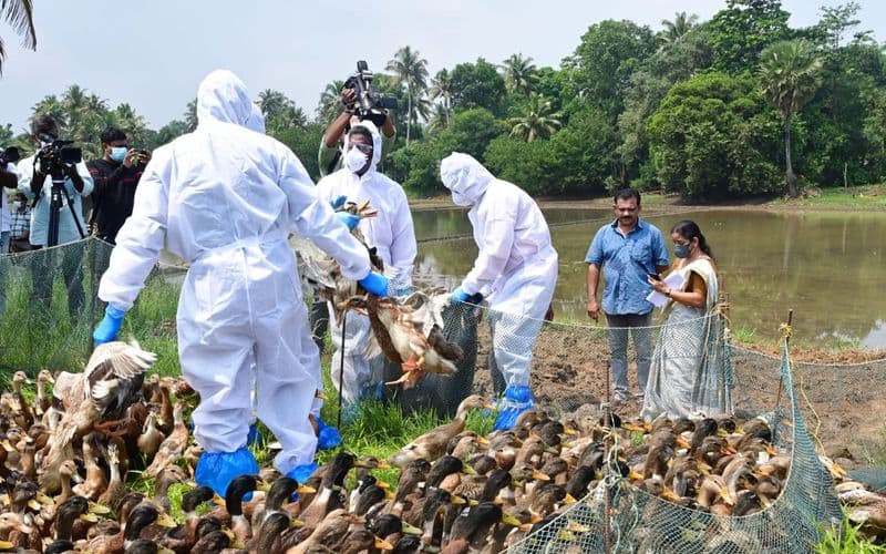 things to care after bird flu confirmed in kerala
