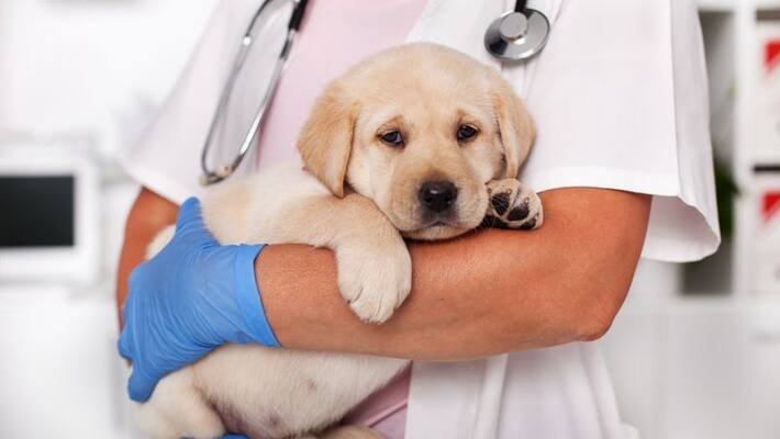 parvovirus in dogs know the warning symptoms prevention tips and treatment parvovirus in dogs know the warning symptoms prevention tips and treatment
