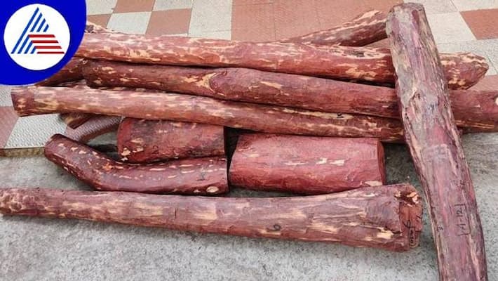 Pushpa Inspired Smugglers Arrested On Tip Off From UP's Mathura Pushpa Inspired Smugglers Arrested On Tip Off From UP's Mathura