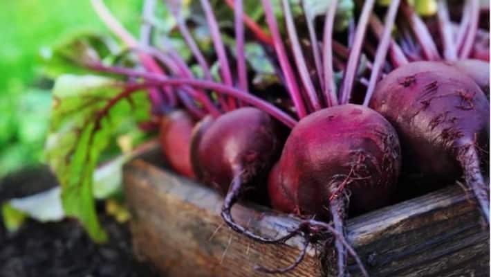 wat beetroot in these ways in winter season get benefits quickly wat beetroot in these ways in winter season get benefits quickly