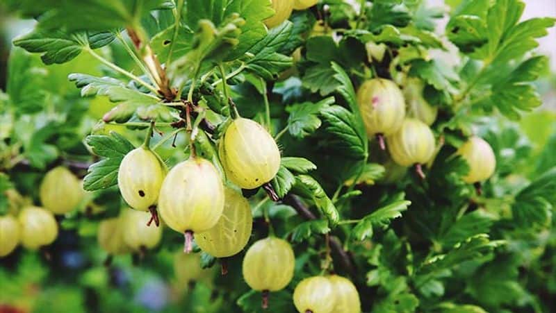 What is the significance of Amla tree in Hinduism