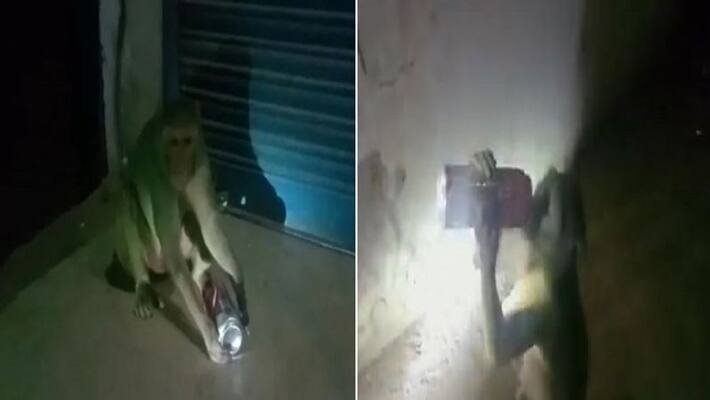 Raebareli drubbing monkey video goes viral, forcibly snatches bottles from people and drinks alcohol Raebareli drubbing monkey video goes viral, forcibly snatches bottles from people and drinks alcohol