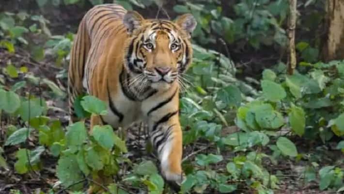 roar of tigers will now be heard in Bundelkhand UPs fourth Ranipur Tiger Reserve built in 529 square kilometers roar of tigers will now be heard in Bundelkhand UPs fourth Ranipur Tiger Reserve built in 529 square kilometers