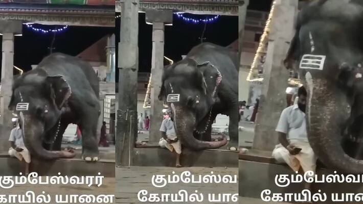 Tamilnadu Elephant watching mobile phone with his mahouts in kumbakonam temple video goes viral in social Media akb Tamilnadu Elephant watching mobile phone with his mahouts in kumbakonam temple video goes viral in social Media akb