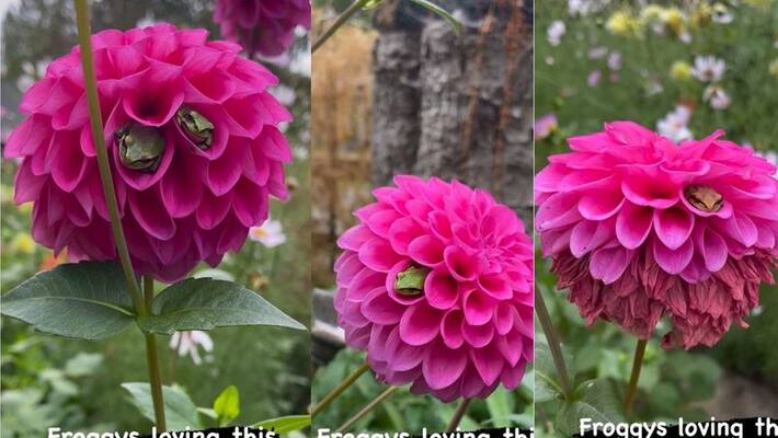 US Little Frogs sitting comfortably inside petals of Dahlia flower video goes viral akb US Little Frogs sitting comfortably inside petals of Dahlia flower video goes viral akb