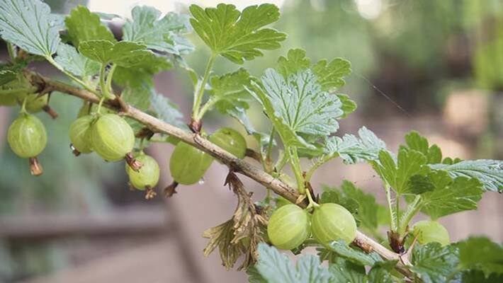 Amla Navami 2022 Amla Navami Significance Amla Navami Auspicious Yoga Amla Navami Worship Method MMA Amla Navami 2022 Amla Navami Significance Amla Navami Auspicious Yoga Amla Navami Worship Method MMA