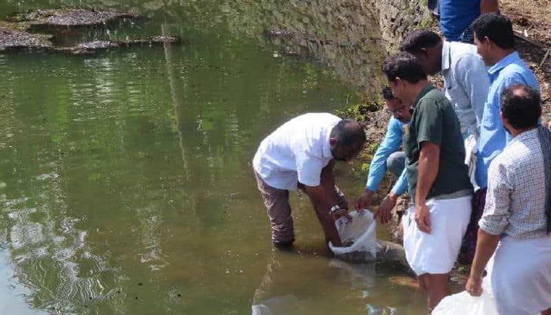 grass carp fishes to clean Kadupadamchira