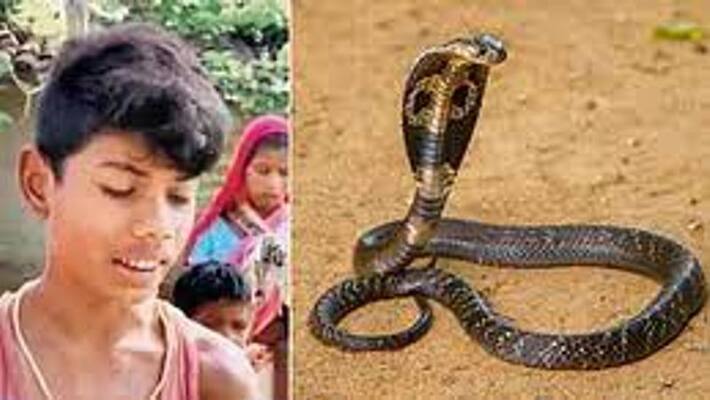 Chhattisgarh Snake dies after boy bites it, which attacked boy before akb Chhattisgarh Snake dies after boy bites it, which attacked boy before akb