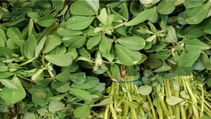 Winter recipes: try this five methi fenugreek dishes in this season dva Winter recipes: try this five methi fenugreek dishes in this season dva