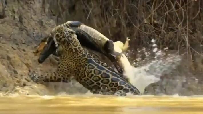 leopards are gretest hunter, they hunt in underwater also, watch video that leopard hunting inside water akb leopards are gretest hunter, they hunt in underwater also, watch video that leopard hunting inside water akb