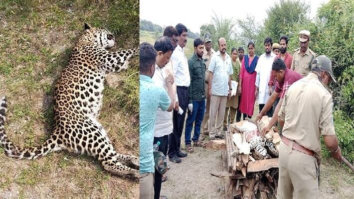 Suspicious death of leopard in Kurnool district Suspicious death of leopard in Kurnool district