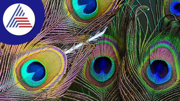 amazing peacock feather remedies for prosperity amazing peacock feather remedies for prosperity